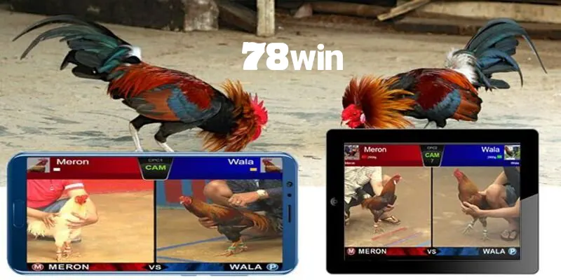Cách chăm sóc gà chọi trước khi đá đúng đắn mà bạn nên biết 4 Nhiều trận đấu đá gà hấp dẫn và nổi bật được phát sóng liên tục trên 78win