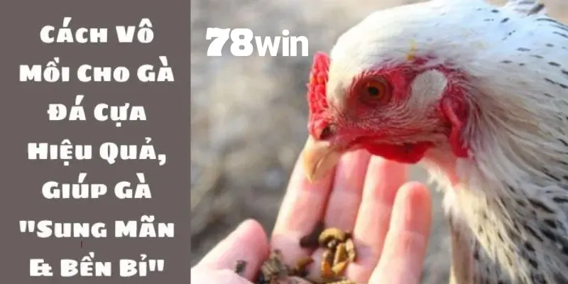 Tổng hợp cách vô mồi cho gà đá cựa sắt chính xác